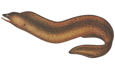 Muraena pseudothyrsoidea by C.W. Mieling